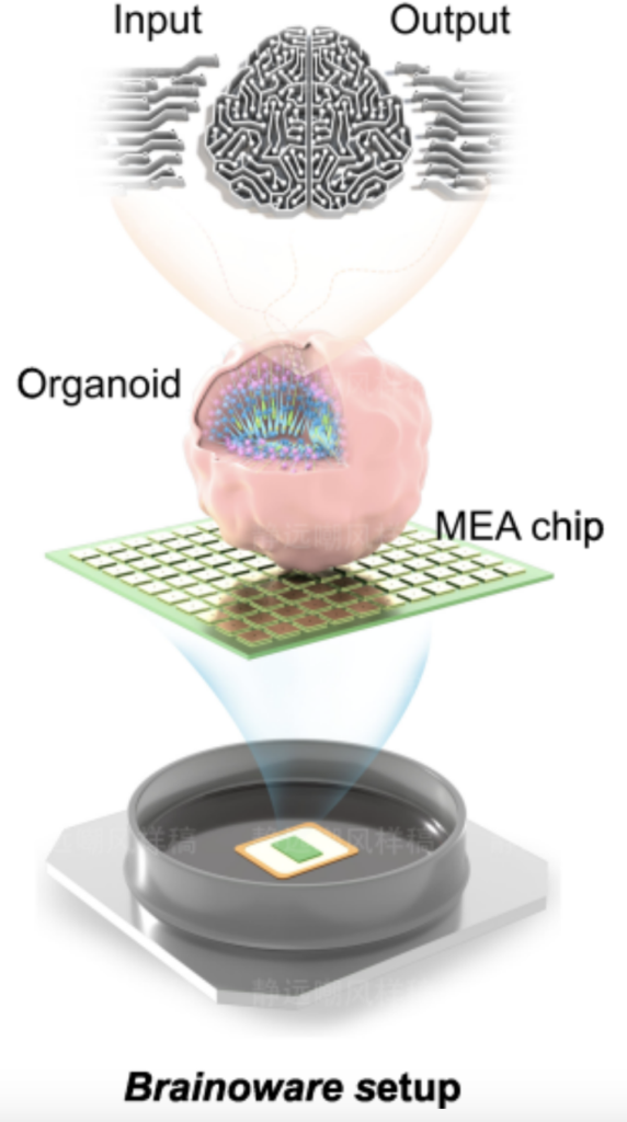 Brainoware - organoid na płytce z elektrodami