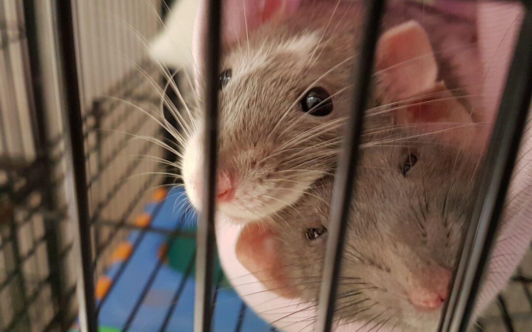 Neurotyczne szczurki