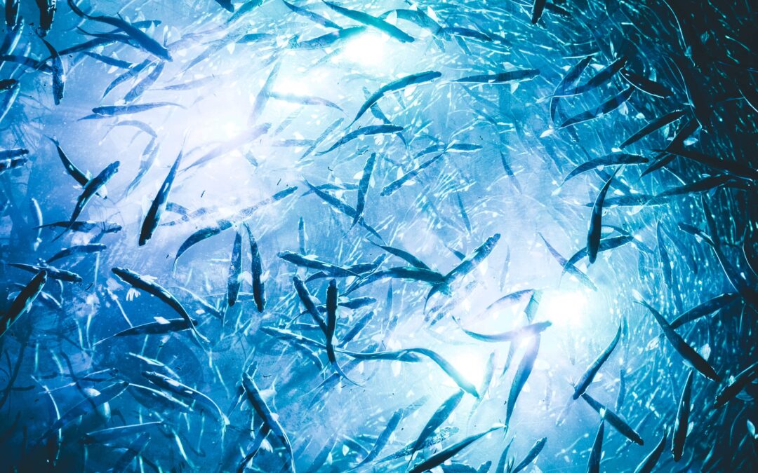 Żryj rybę! Czyli omega-3 w działaniu